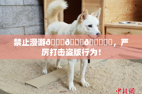 禁止漫游🍆🍑🔞❌‌，严厉打击盗版行为！