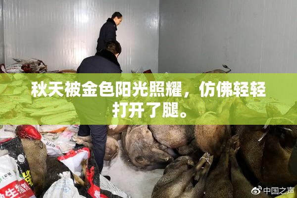秋天被金色阳光照耀，仿佛轻轻打开了腿。