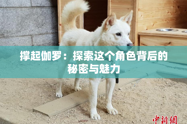 撑起伽罗：探索这个角色背后的秘密与魅力