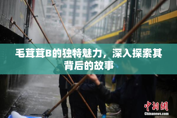 毛茸茸B的独特魅力，深入探索其背后的故事