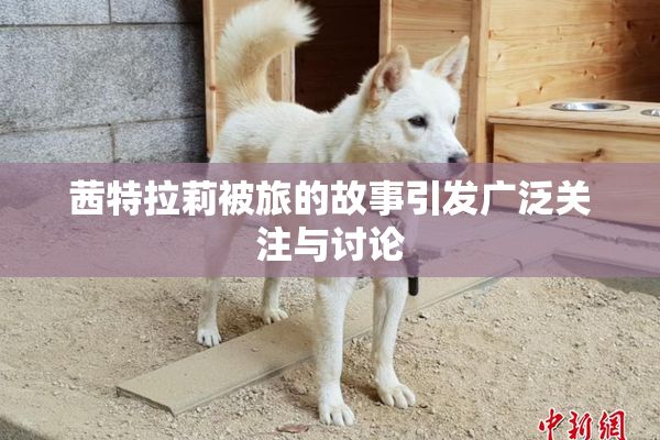 茜特拉莉被旅的故事引发广泛关注与讨论