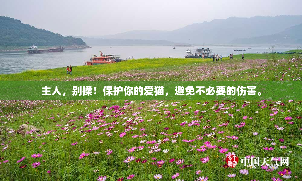 主人，别揉！保护你的爱猫，避免不必要的伤害。