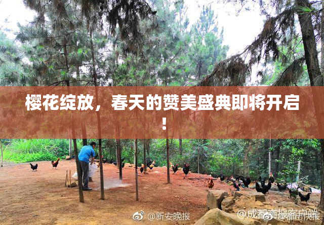 樱花绽放，春天的赞美盛典即将开启！