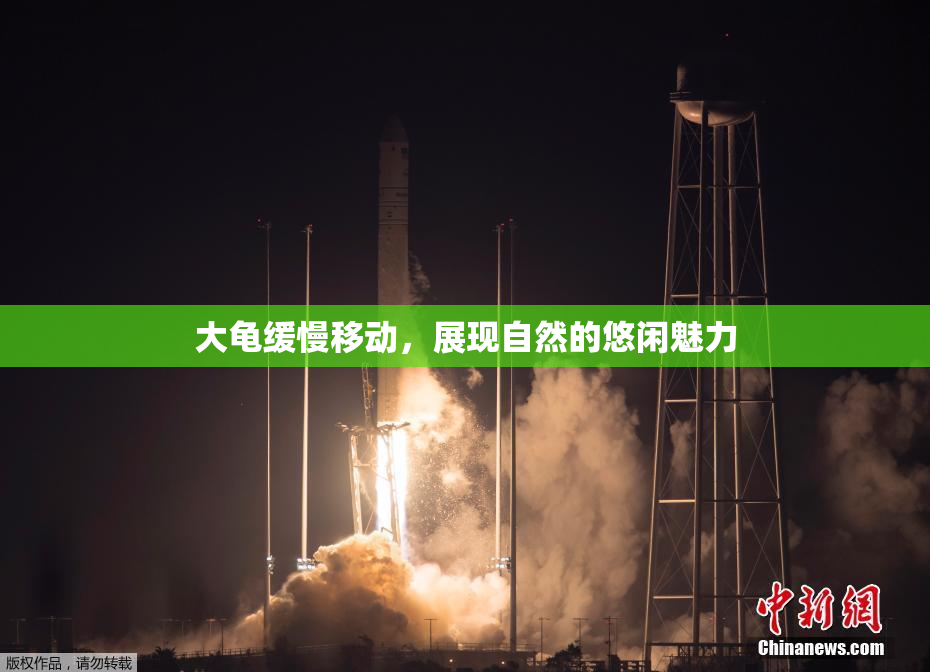 大龟缓慢移动，展现自然的悠闲魅力