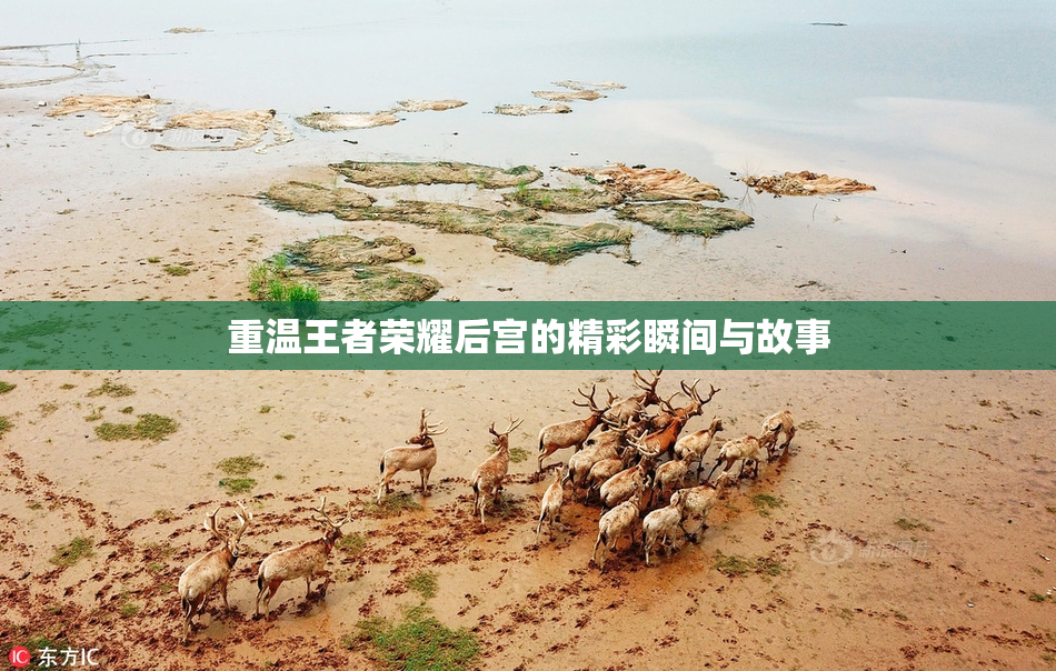 重温王者荣耀后宫的精彩瞬间与故事