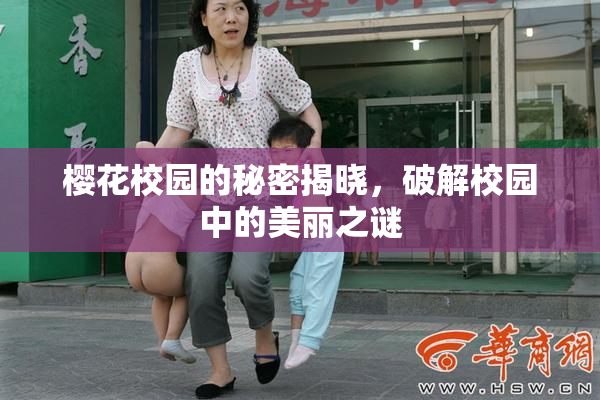 樱花校园的秘密揭晓，破解校园中的美丽之谜