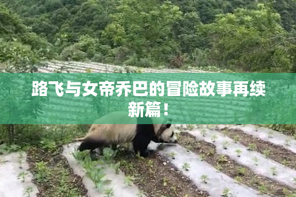 路飞与女帝乔巴的冒险故事再续新篇！