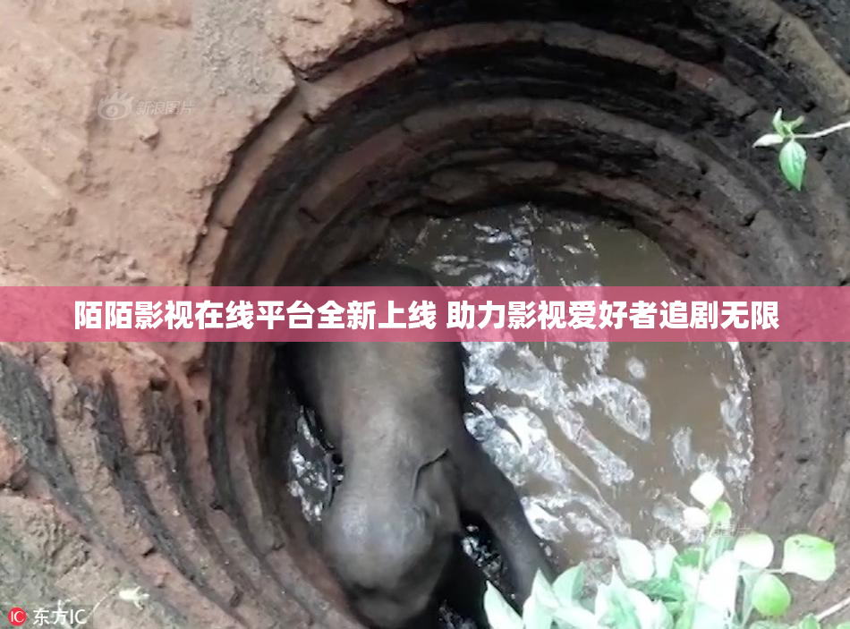 陌陌影视在线平台全新上线 助力影视爱好者追剧无限