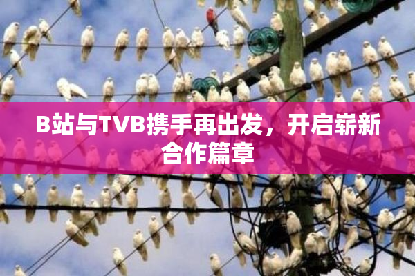 B站与TVB携手再出发，开启崭新合作篇章