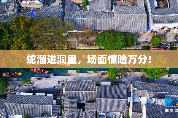 蛇溜进洞里，场面惊险万分！