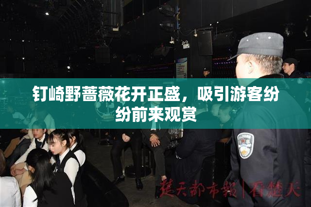 钉崎野蔷薇花开正盛，吸引游客纷纷前来观赏