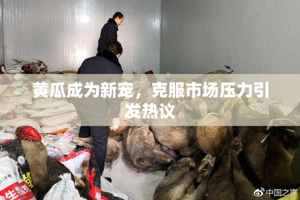 黄瓜成为新宠，克服市场压力引发热议