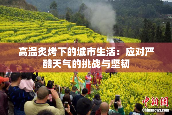 高温炙烤下的城市生活：应对严酷天气的挑战与坚韧