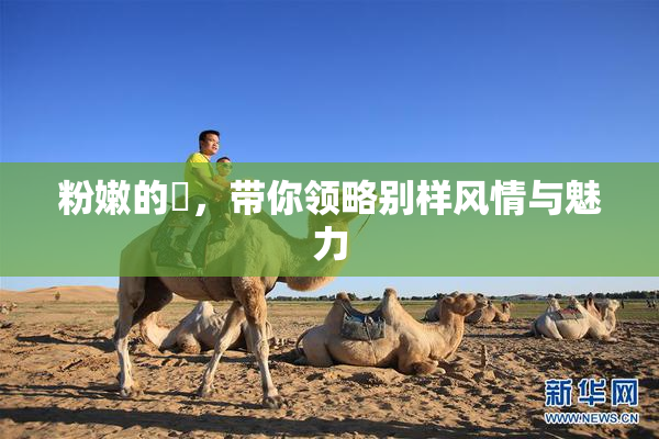 粉嫩的泬，带你领略别样风情与魅力