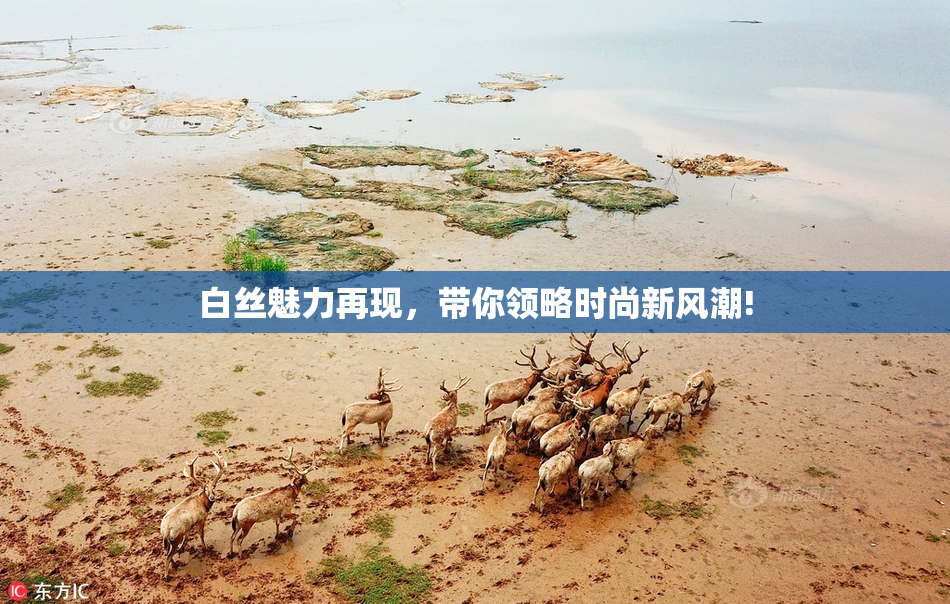 白丝魅力再现，带你领略时尚新风潮!