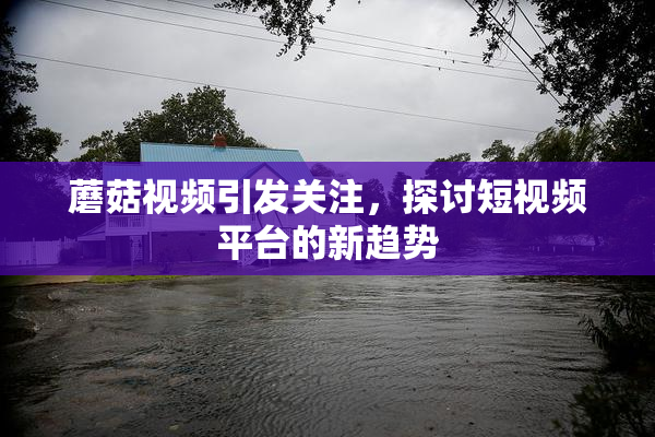 蘑菇视频引发关注，探讨短视频平台的新趋势