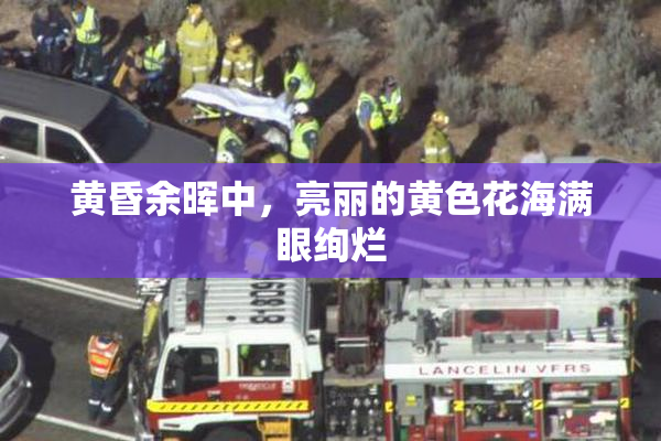 黄昏余晖中，亮丽的黄色花海满眼绚烂