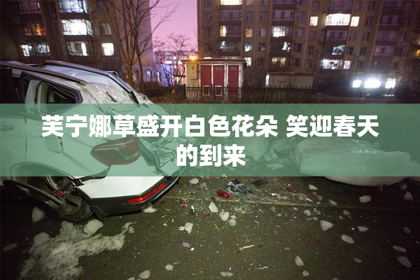 芙宁娜草盛开白色花朵 笑迎春天的到来