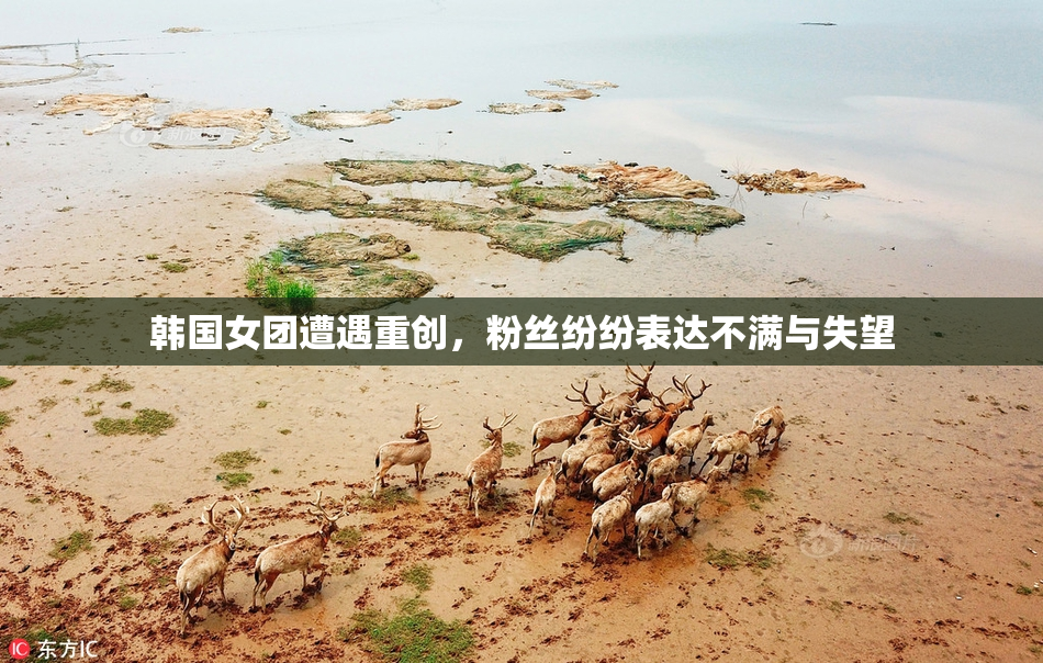 韩国女团遭遇重创，粉丝纷纷表达不满与失望