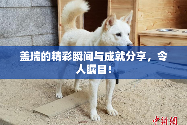 盖瑞的精彩瞬间与成就分享，令人瞩目！
