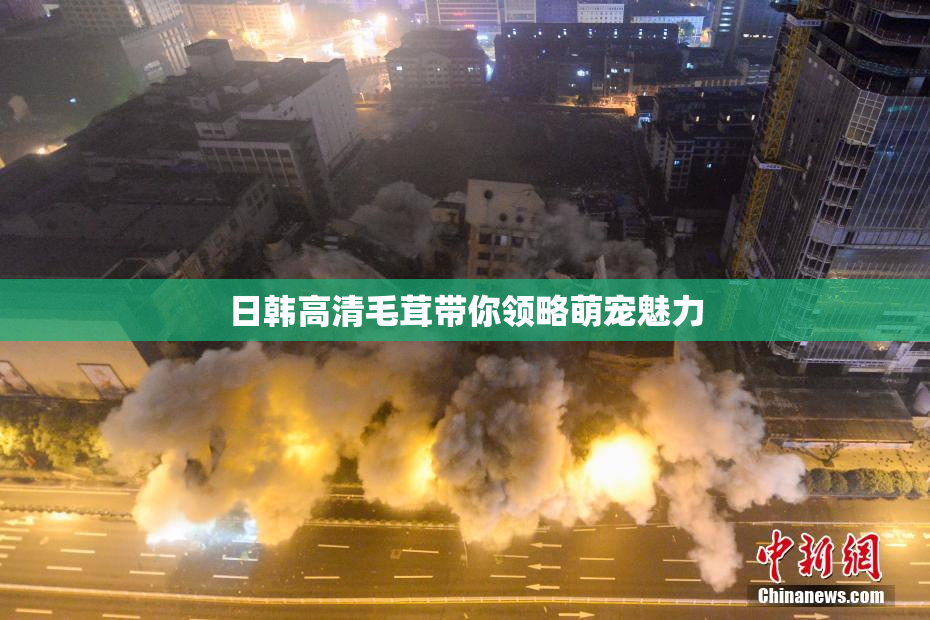 日韩高清毛茸带你领略萌宠魅力