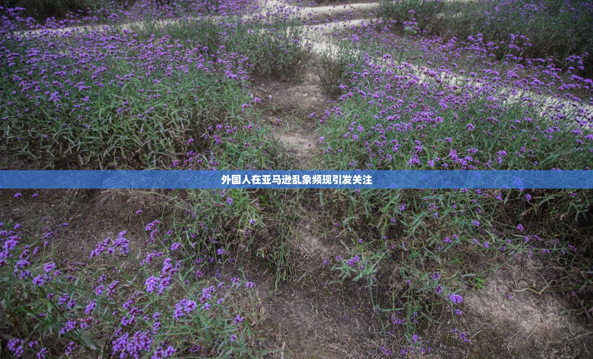 外国人在亚马逊乱象频现引发关注