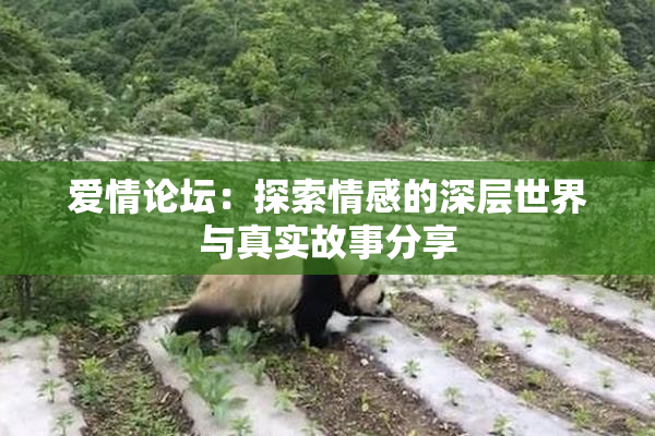 爱情论坛：探索情感的深层世界与真实故事分享