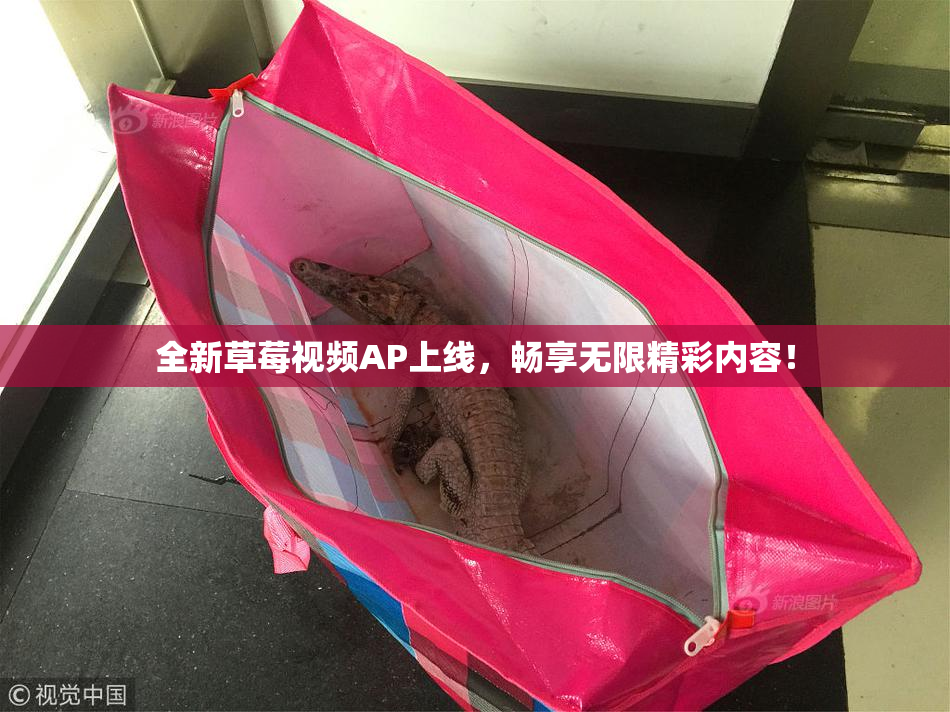 全新草莓视频AP上线，畅享无限精彩内容！