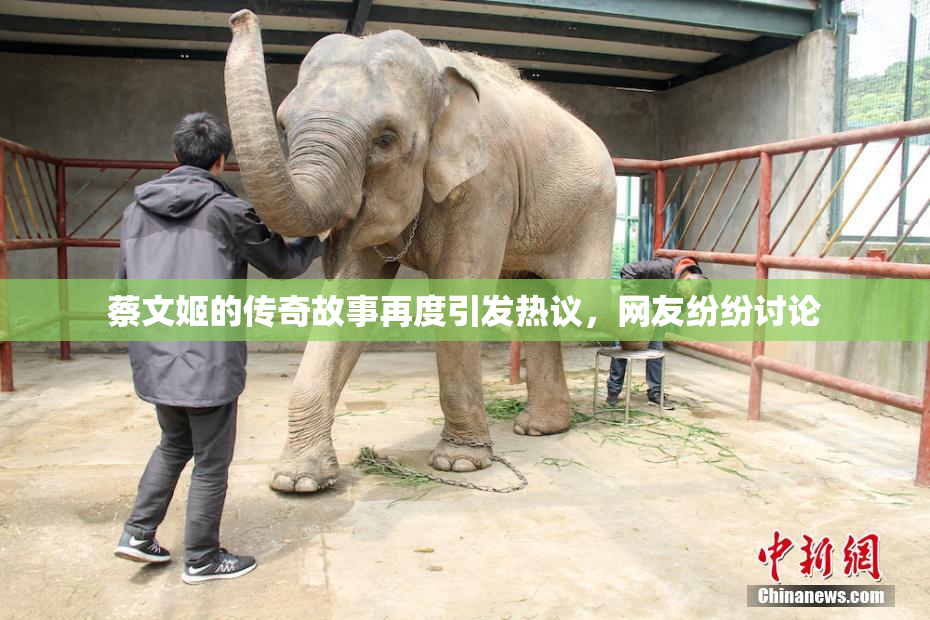 蔡文姬的传奇故事再度引发热议，网友纷纷讨论