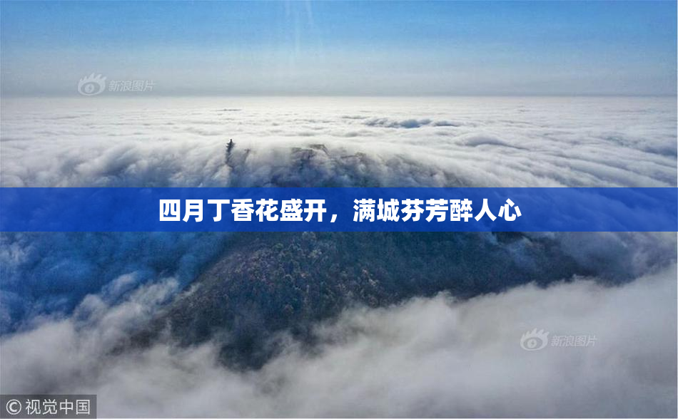 四月丁香花盛开，满城芬芳醉人心