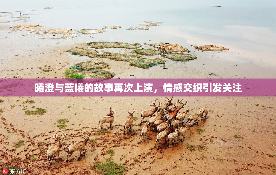 曦澄与蓝曦的故事再次上演，情感交织引发关注