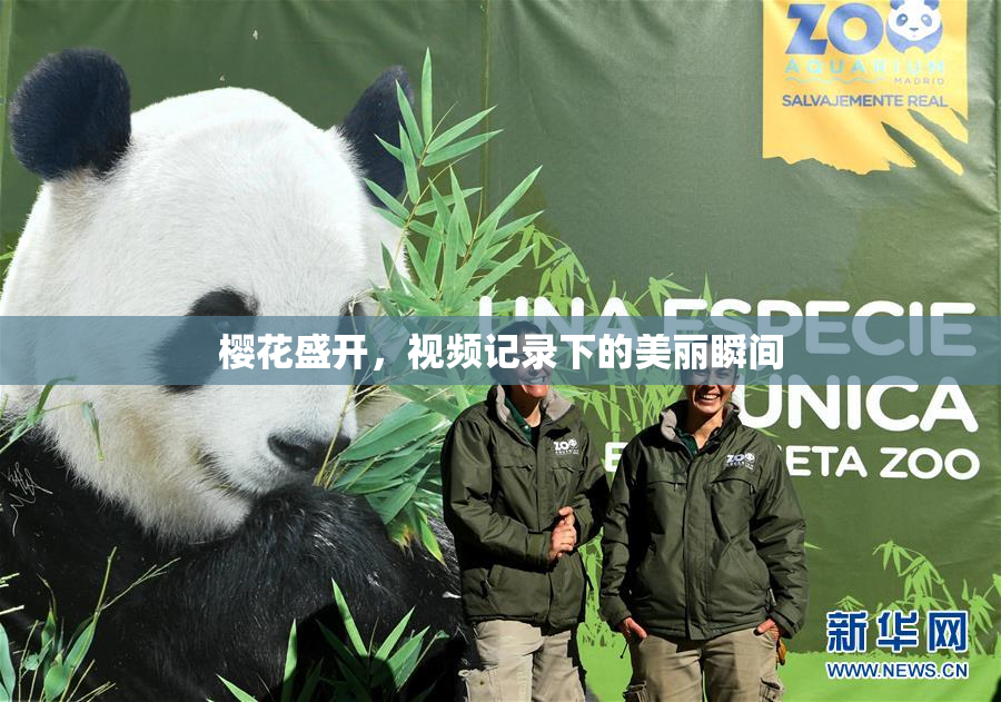 樱花盛开，视频记录下的美丽瞬间