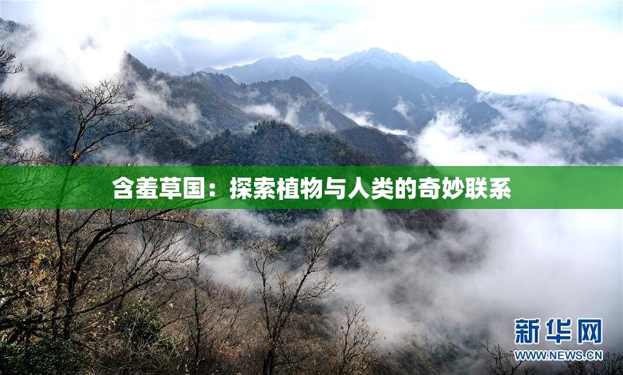 含羞草国：探索植物与人类的奇妙联系