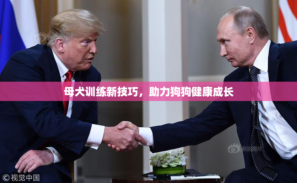 母犬训练新技巧，助力狗狗健康成长