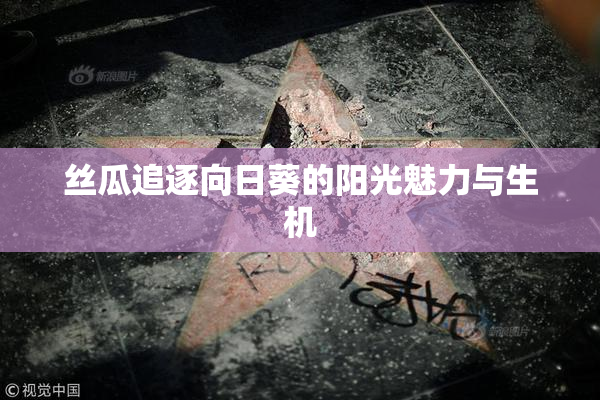 丝瓜追逐向日葵的阳光魅力与生机