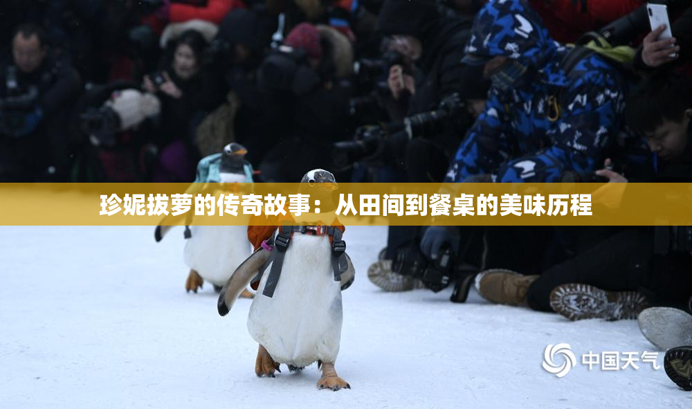 珍妮拔萝的传奇故事：从田间到餐桌的美味历程