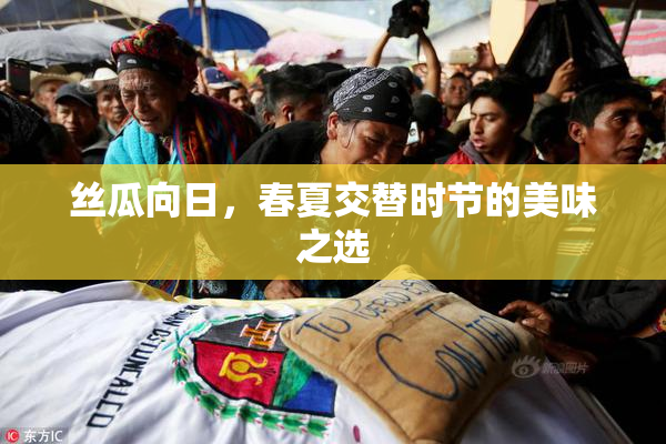丝瓜向日，春夏交替时节的美味之选
