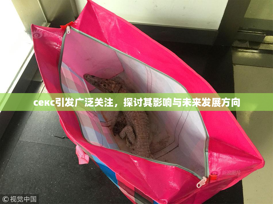 ceкс引发广泛关注，探讨其影响与未来发展方向