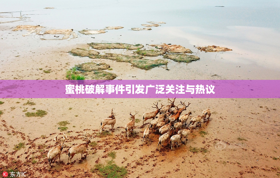 蜜桃破解事件引发广泛关注与热议