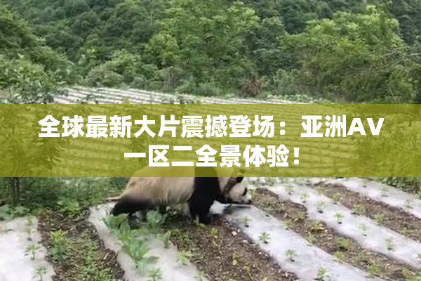 全球最新大片震撼登场：亚洲AV一区二全景体验！