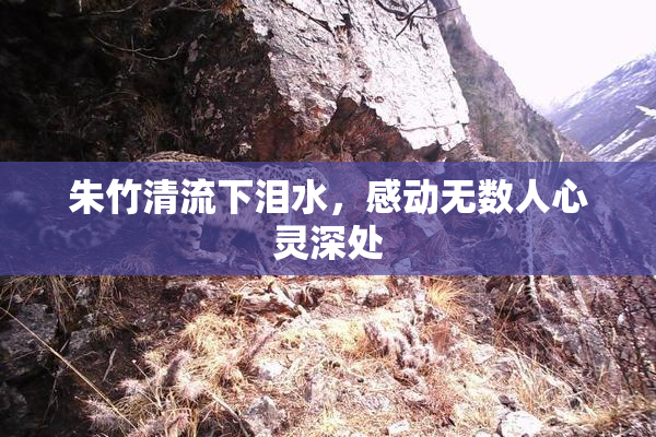 朱竹清流下泪水，感动无数人心灵深处