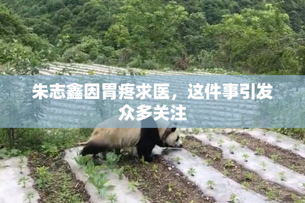 朱志鑫因胃疼求医，这件事引发众多关注