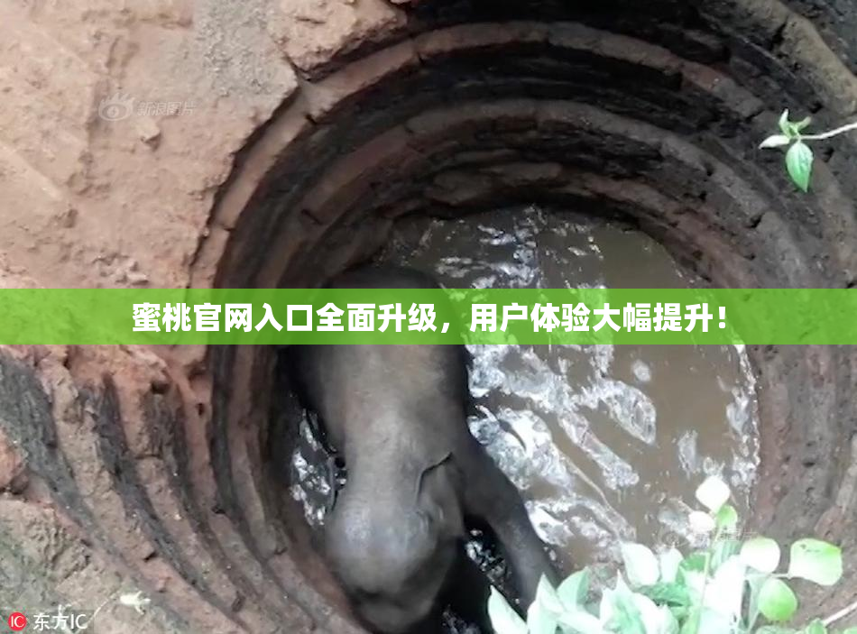 蜜桃官网入口全面升级，用户体验大幅提升！