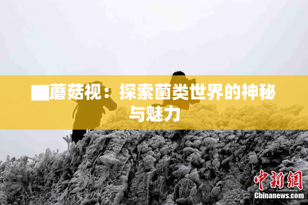 ▇蘑菇视：探索菌类世界的神秘与魅力