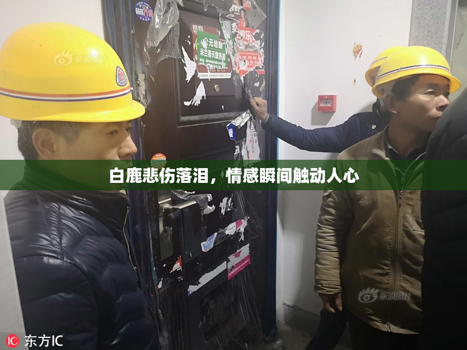 白鹿悲伤落泪，情感瞬间触动人心