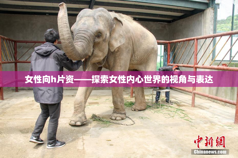 女性向h片资——探索女性内心世界的视角与表达