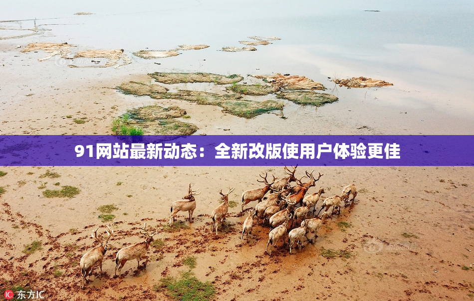 91网站最新动态：全新改版使用户体验更佳