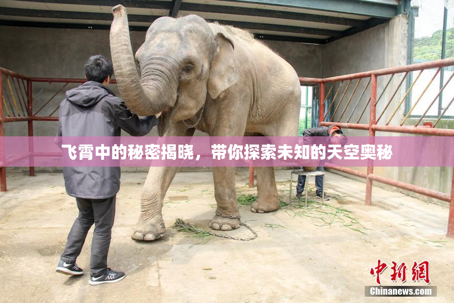 飞霄中的秘密揭晓，带你探索未知的天空奥秘
