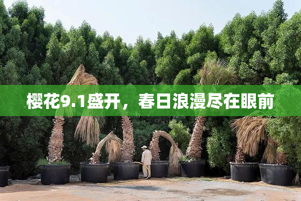 樱花9.1盛开，春日浪漫尽在眼前