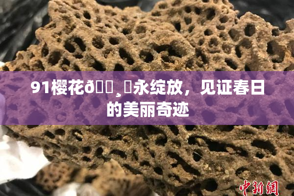 91樱花🌸‌永绽放，见证春日的美丽奇迹